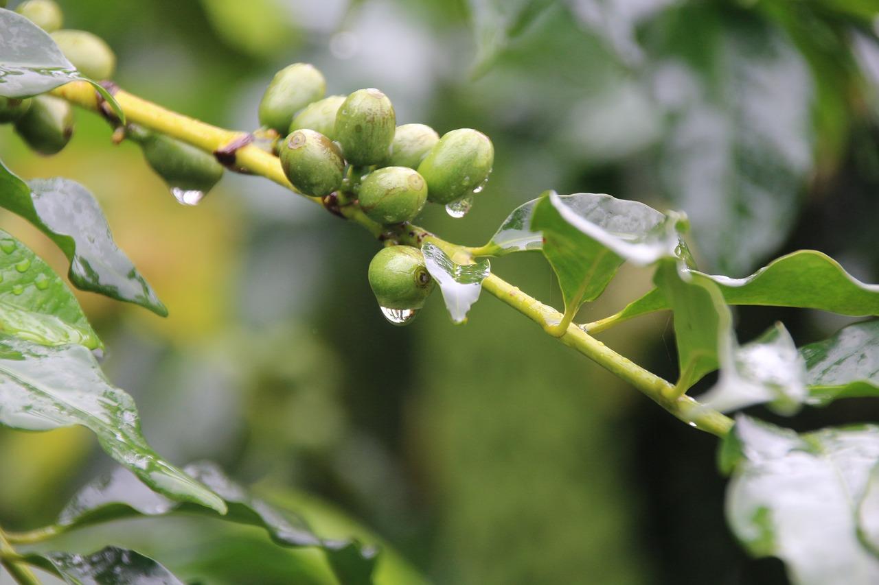 无花果什么时候收获