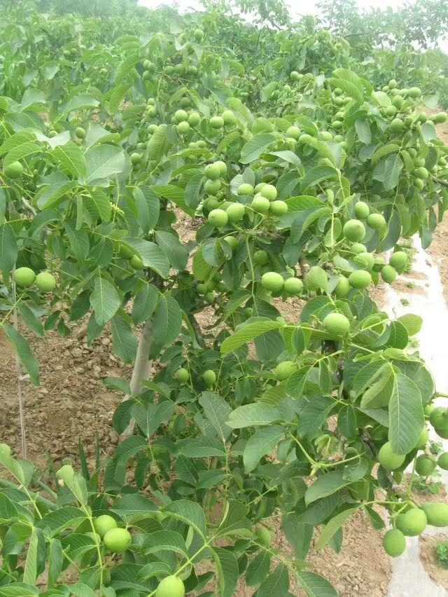 透看千年核桃树悟出致富真理