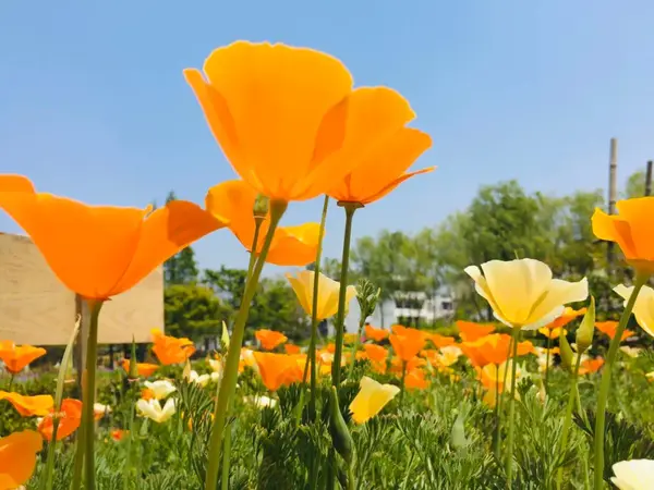 横港村 乌镇五公里处 艺术介入乡村的复兴奇迹 知乎