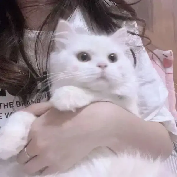 一些超级特别又好看的情侣头像,共190张-最好看的情侣头像动漫一人一半