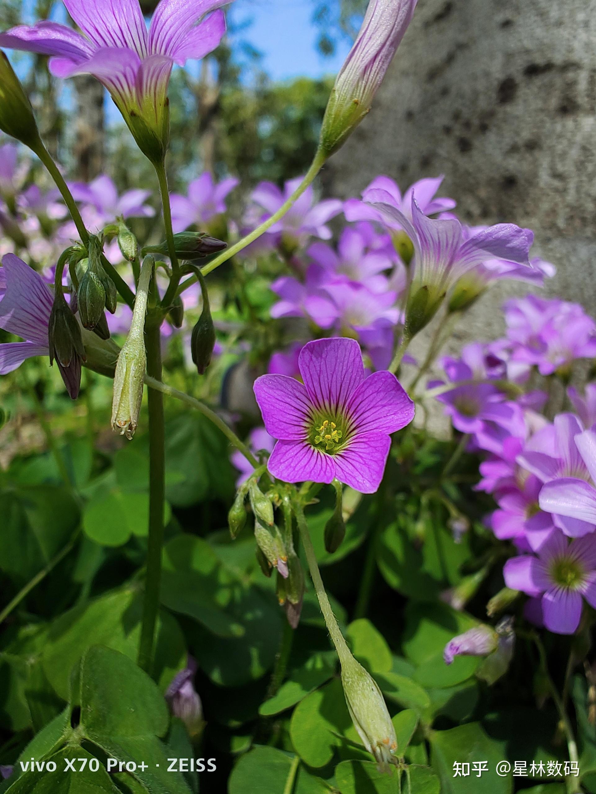 手机俯拍怎么拍_求手机拍大片拍_手机俯拍技巧