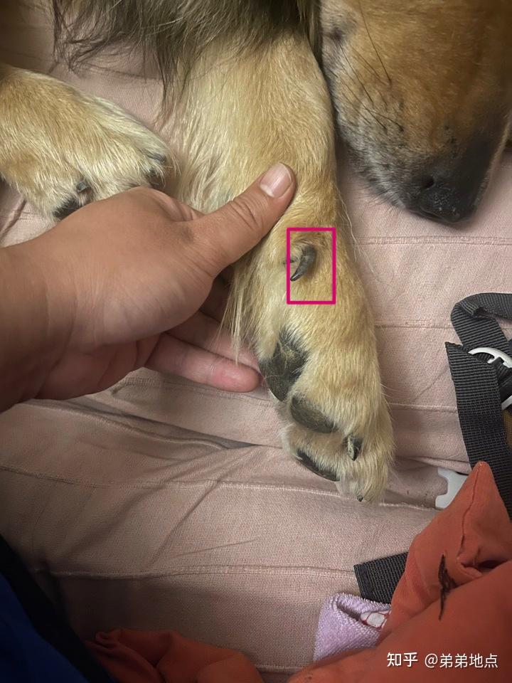 宠物医院把狗狗指甲剪出血了可以投诉宠物医院吗