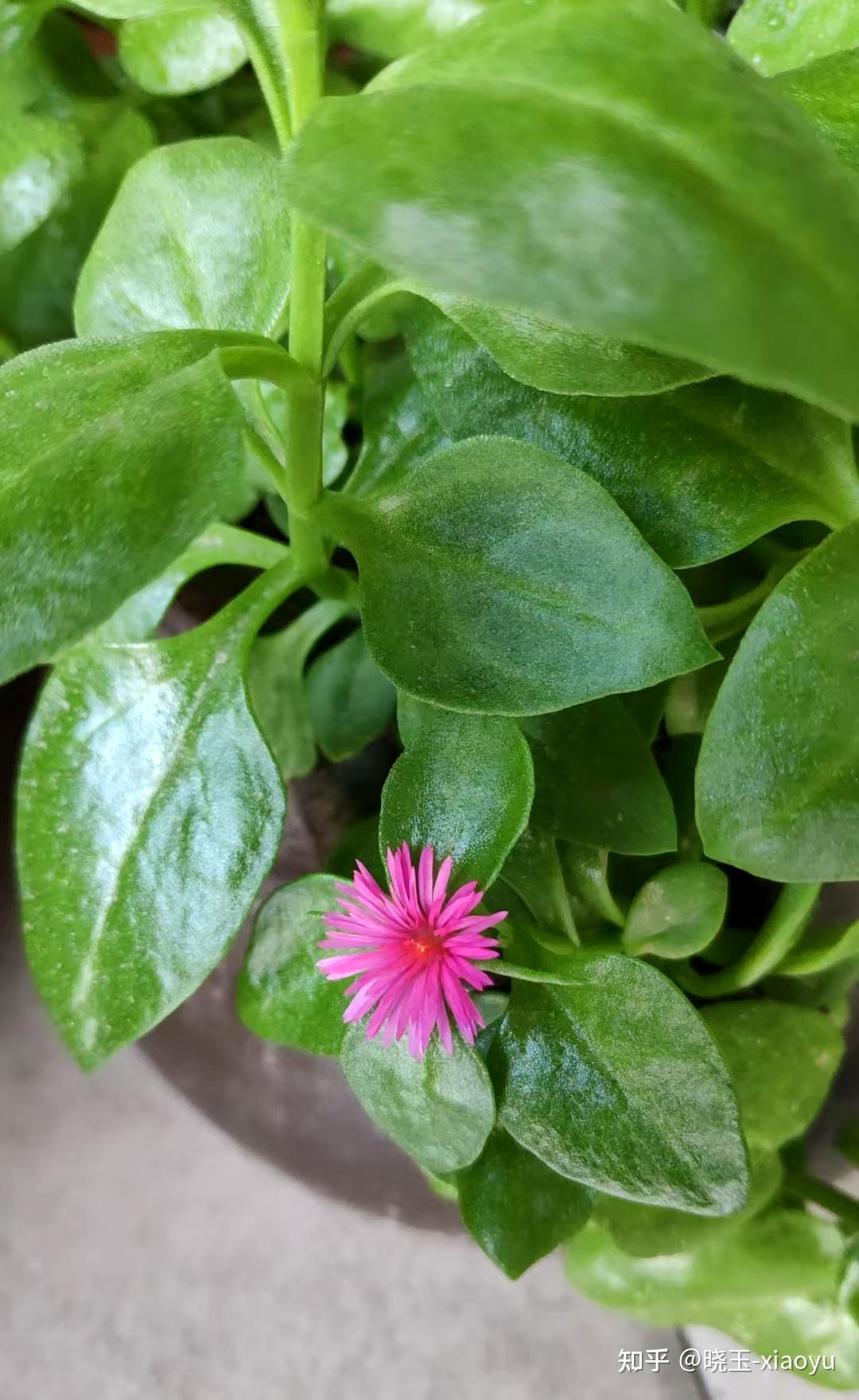 田七(又名"三七")花开,食用