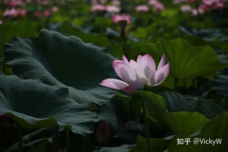 禅拍 | 全身拍打教学示范 - 知乎