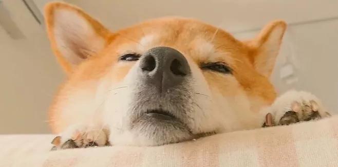 柴犬一年换几次毛 知乎 柴犬一年换几次毛 知乎