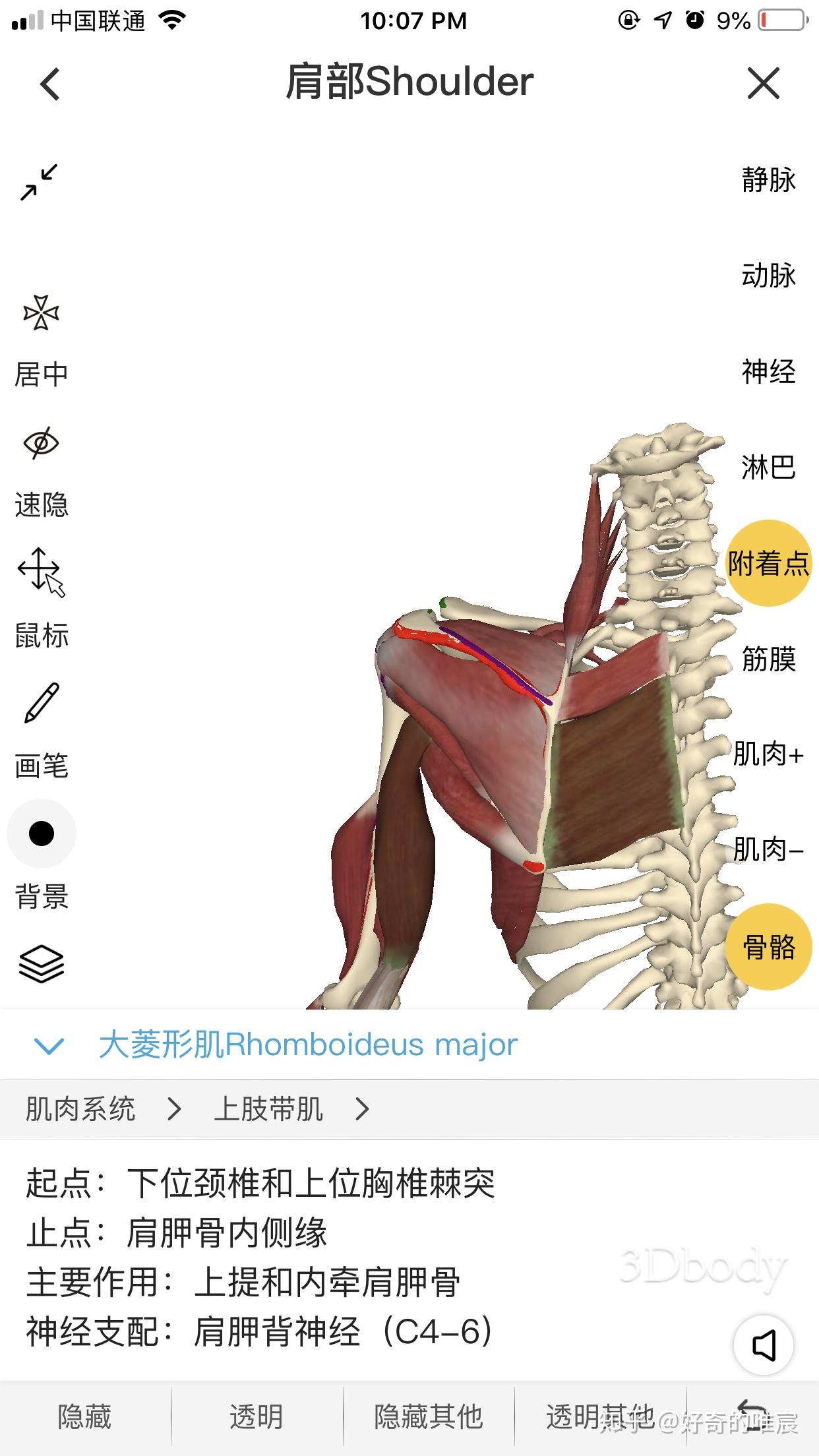 肩關節運動需求### 內收 內旋:我的理解是 有根本點在於肩胛骨脊柱緣