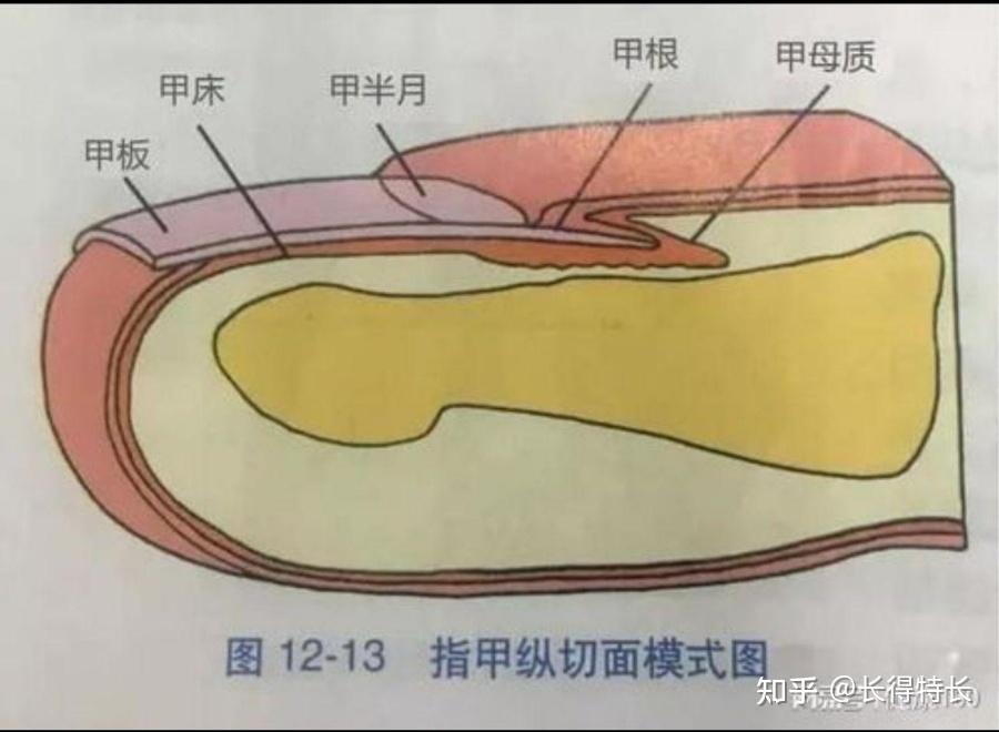 指甲构造解析图图片