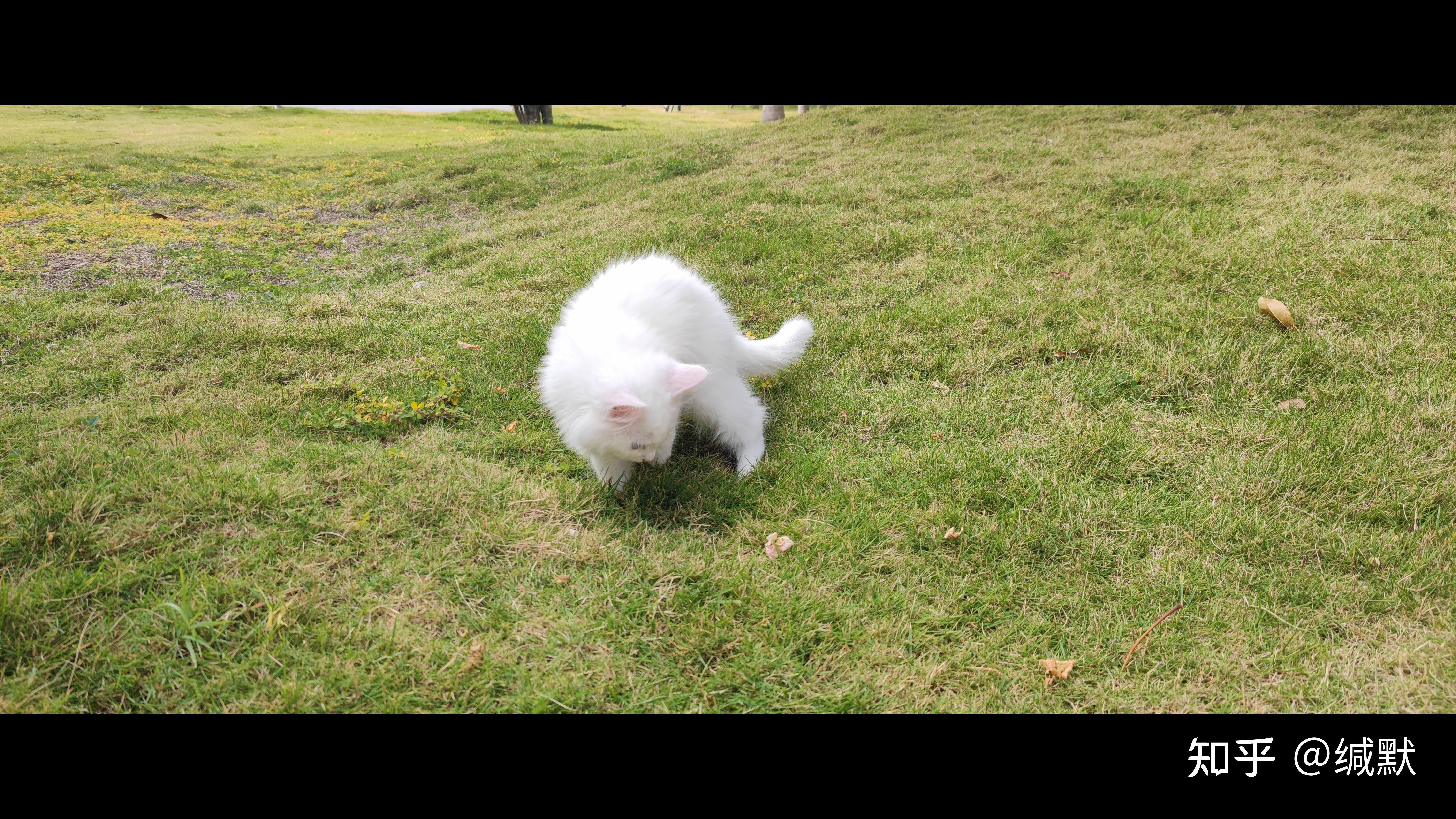 有没有纯白色的布偶猫? - 知乎
