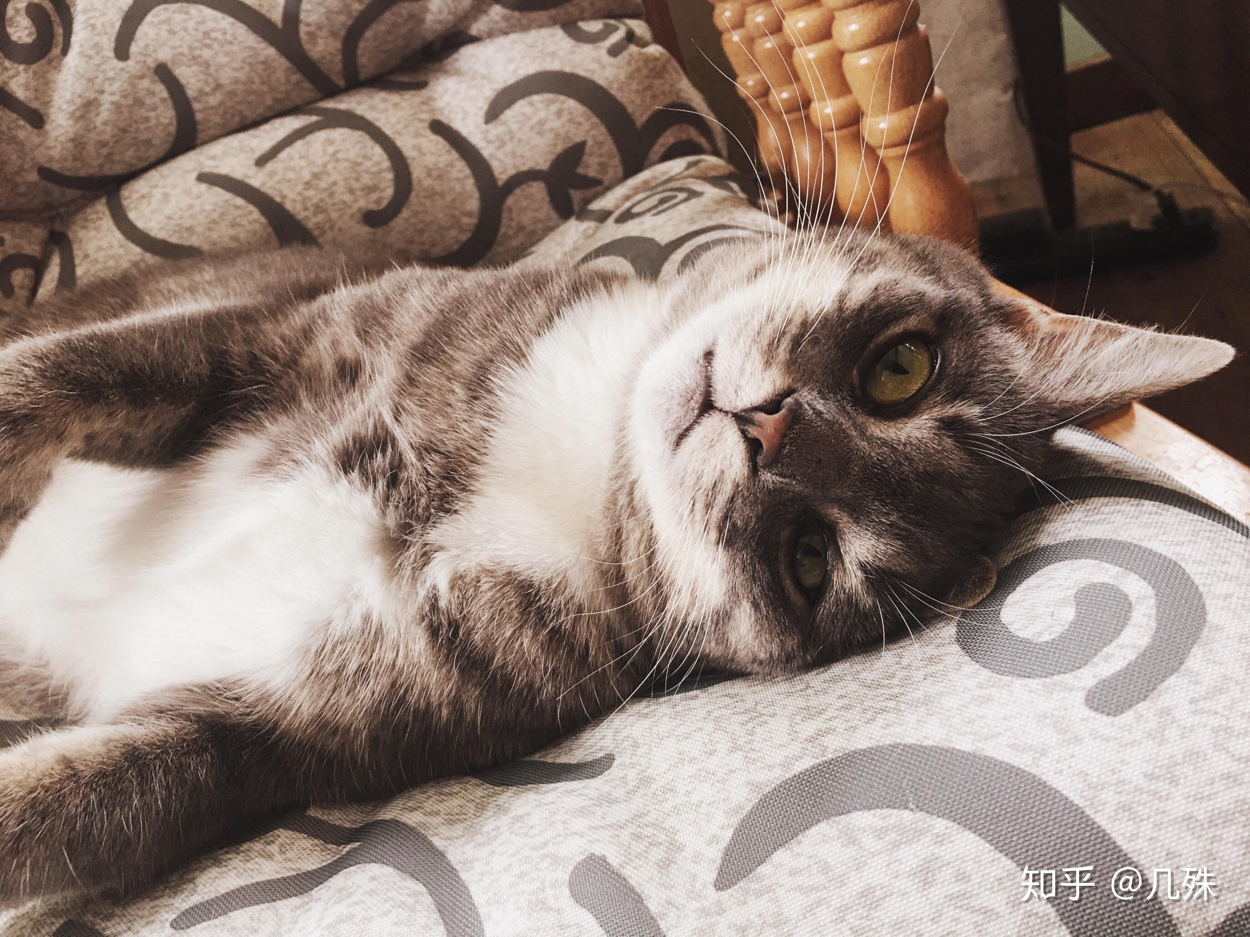你有哪些家里猫咪的照片想要分享