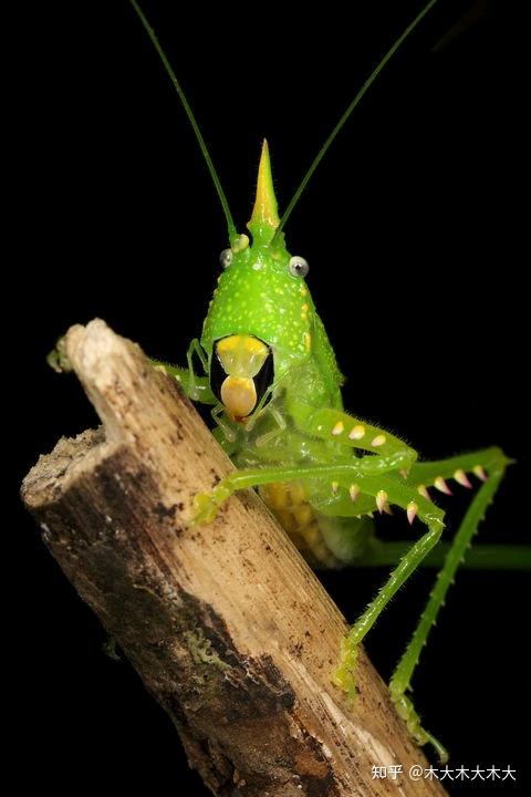 为什么蝈蝈是绿油油的