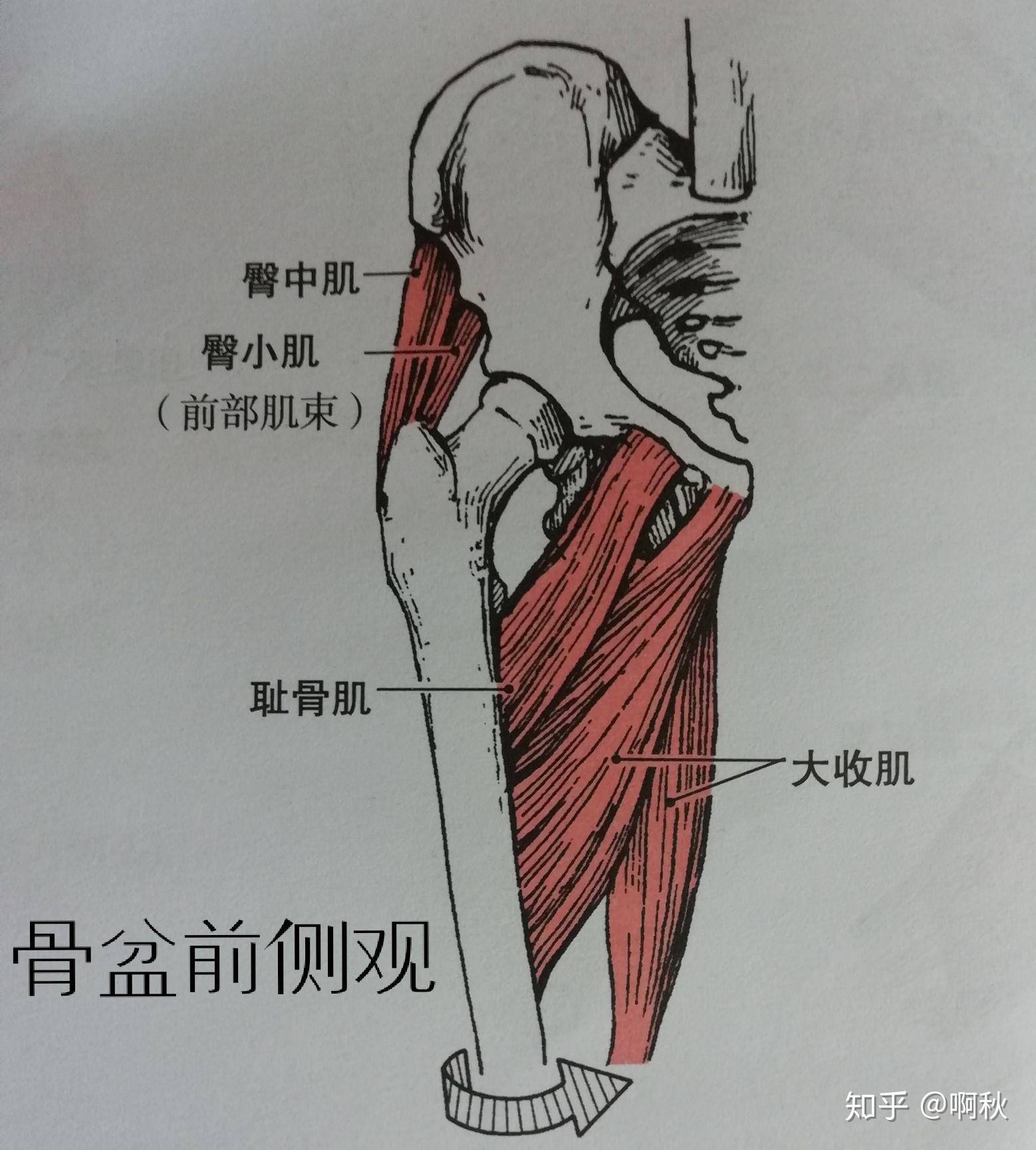 耻骨肌的具体位置图图片