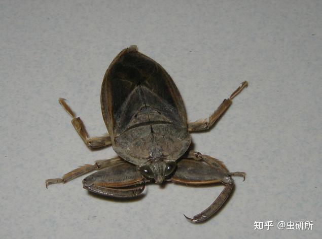 田鳖(kirkaldyia deyrollei),是半翅目负子蝽科的昆虫,也叫作大田鳖