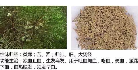 500余种中草药图  第256张