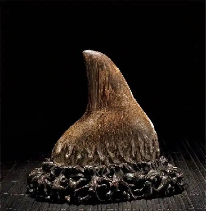 犀角多少钱一克被禁止后的价格飙升