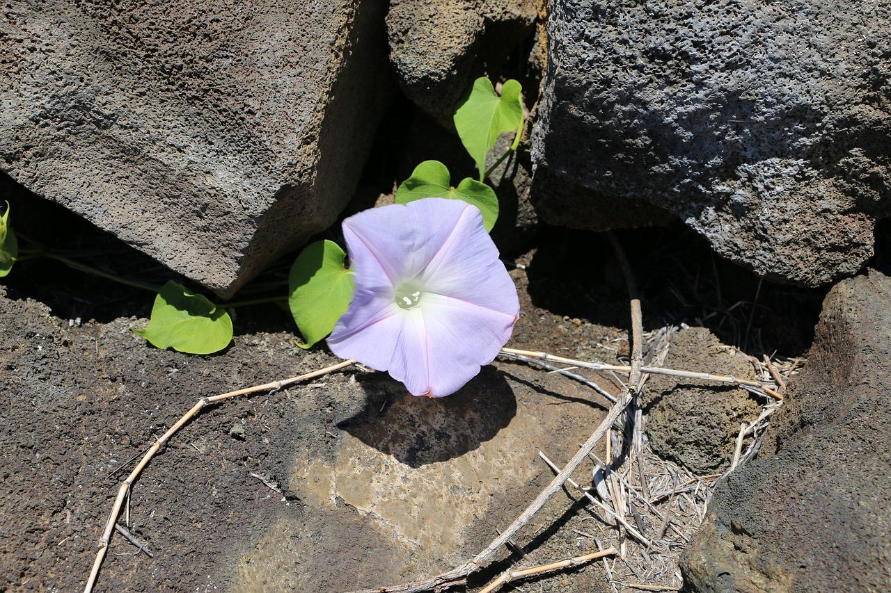 2. 叶枯花萎原因