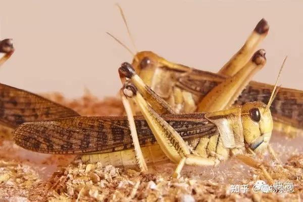 蛐蛐蟋蟀蝈蝈蚂蚱蚱蜢蝗虫有哪些区别