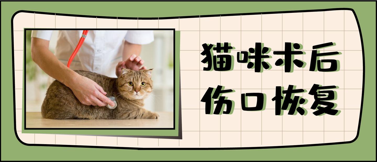 猫咪正常or异常的术后伤口 都是什么样 知乎