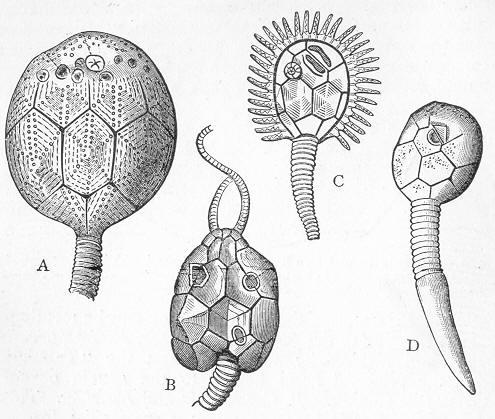 地球演义异界来客5群魔乱舞
