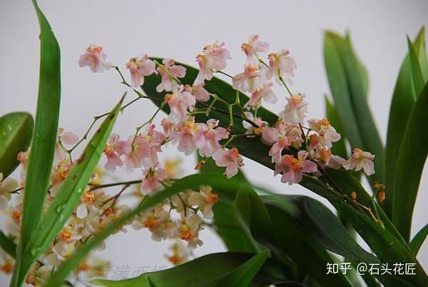 4种花 专挑 冬天开 10月买回家 养2个月就开花了 知乎