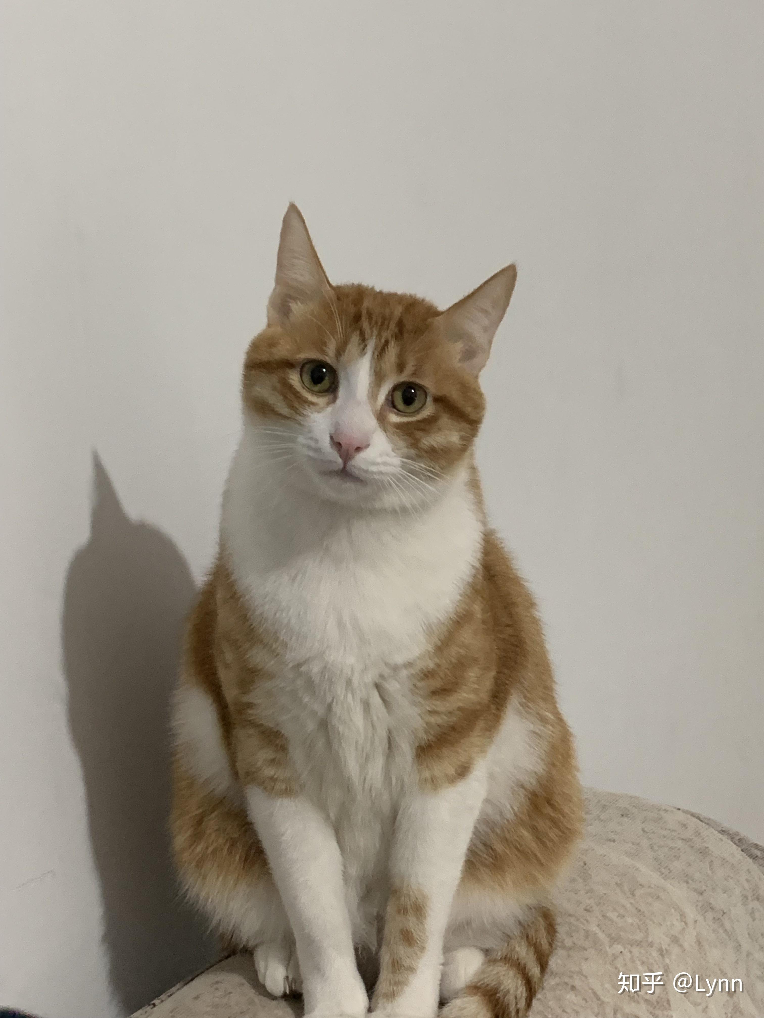 你见过最好看的橘猫长什么样