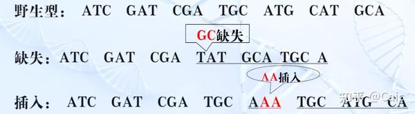 遗传学_5 基因突变的概念与意义 - 知乎