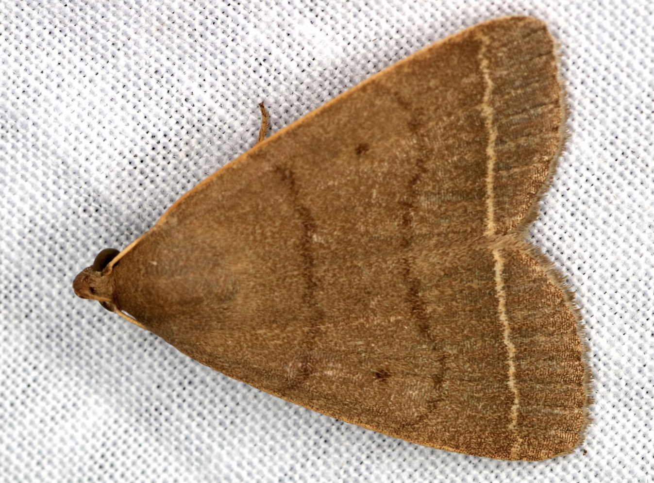 如何区分各种蛾类,比如夜蛾,螟蛾,灯蛾,毒蛾,尺蛾等各种蛾? - 知乎