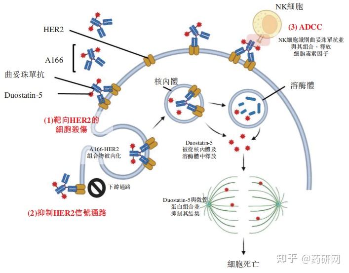 科伦博泰Nectin-4 ADC获批临床，在研管线梳理 - 知乎