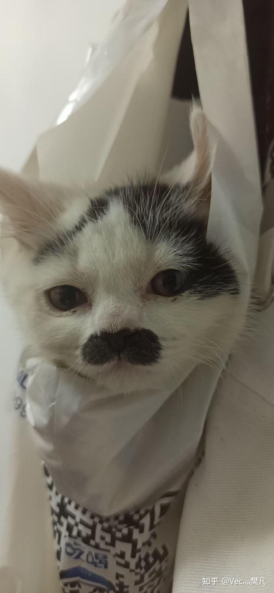 想看看丑丑的小猫咪,有哪些丑萌丑萌的猫猫图看嘛? - 知乎