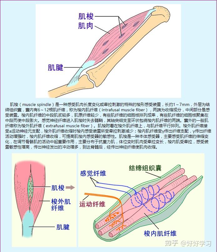 肌梭结构图片