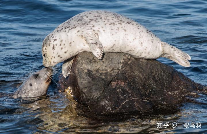 如果将 20 只狼和 500 只鹿放进同一孤岛，最后谁能活下来？