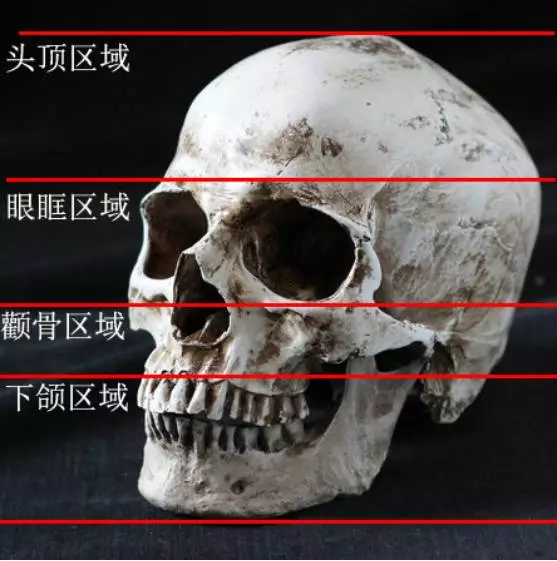 侧面正面头部骨骼的理解是画好头像的关键,我们可以简单的把头骨分为