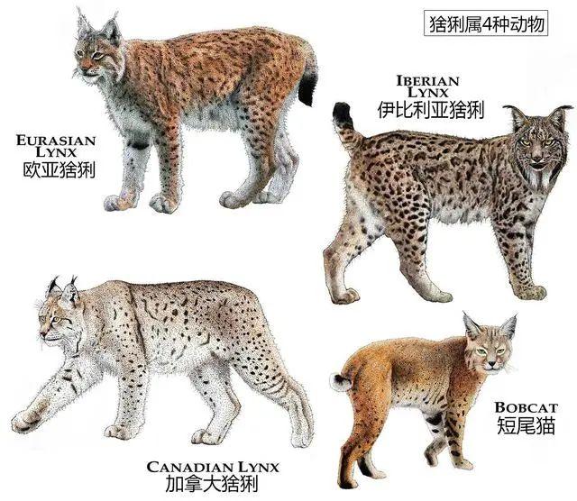猞猁,别名林曳,猞猁孙,大山猫等,属于中型猫科动物.