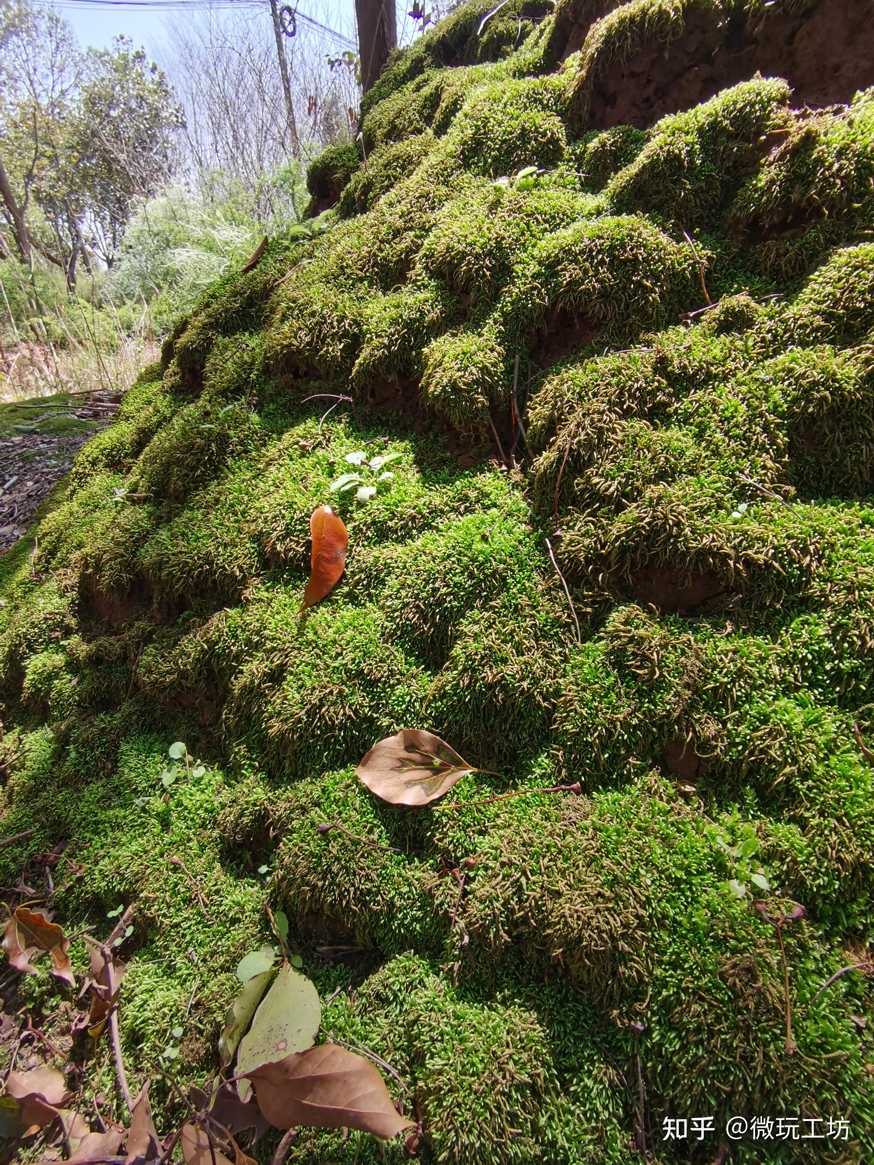 野生苔藓高清图片(3)