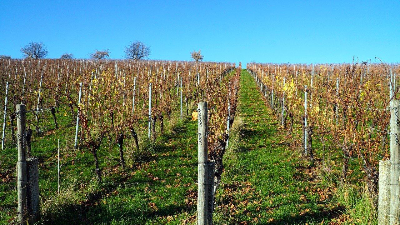 桃园苑从草原愿等于多少