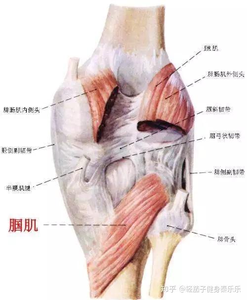 大腿窝的位置示意图图片