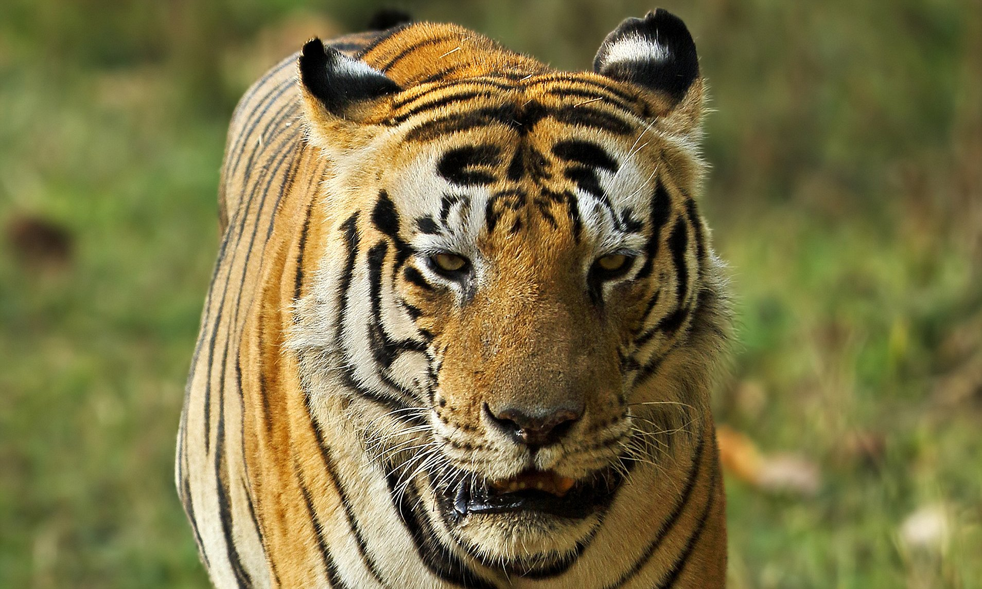 一些看似对生物优胜劣汰没有太大作用的性状为什么会在动物里呈现绝对