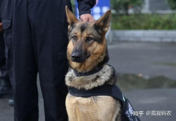 如何看待 54 只淘汰警犬被拍卖完毕,最高拍卖价为 33 万?