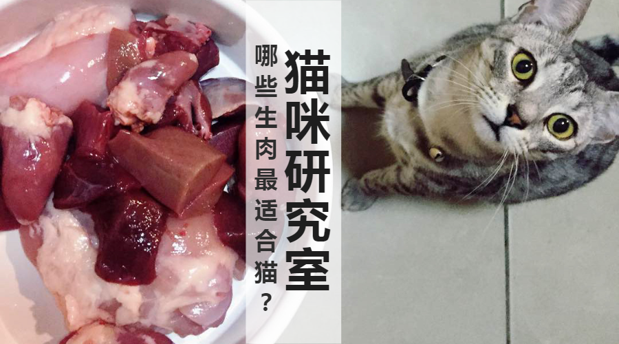 生骨肉系列 为什么牛羊猪肉和鱼都不适合猫 哪些肉最适合猫 知乎