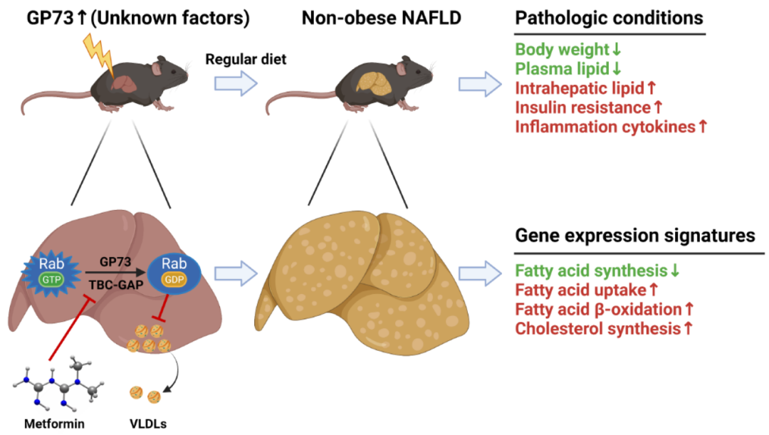 卓知生物提供的实验服务67 非酒精性脂肪肝小鼠模型67 基因编辑