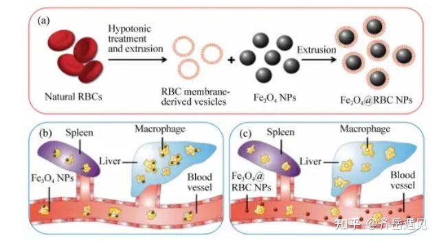 红细胞膜四氧化三铁磁性纳米颗粒ct26小鼠结肠腺癌细胞膜复合纳米脂质