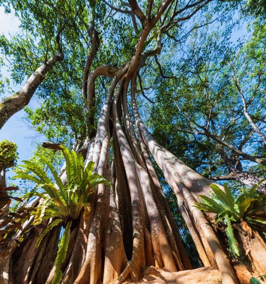 城市村寨,景颇绿叶宴的招牌触目皆是,语言不通的缅甸人涂抹着特纳卡