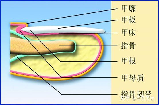 甲母质就是甲基质,是指甲生长的源头,位于指甲根部