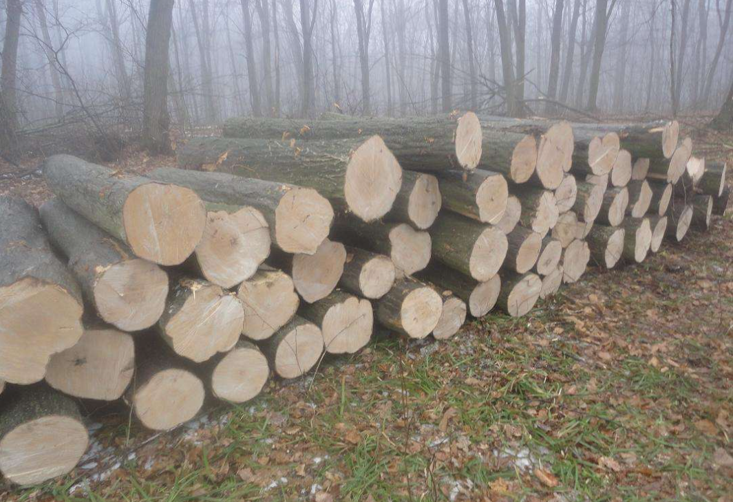 实木地板树种介绍之栎木