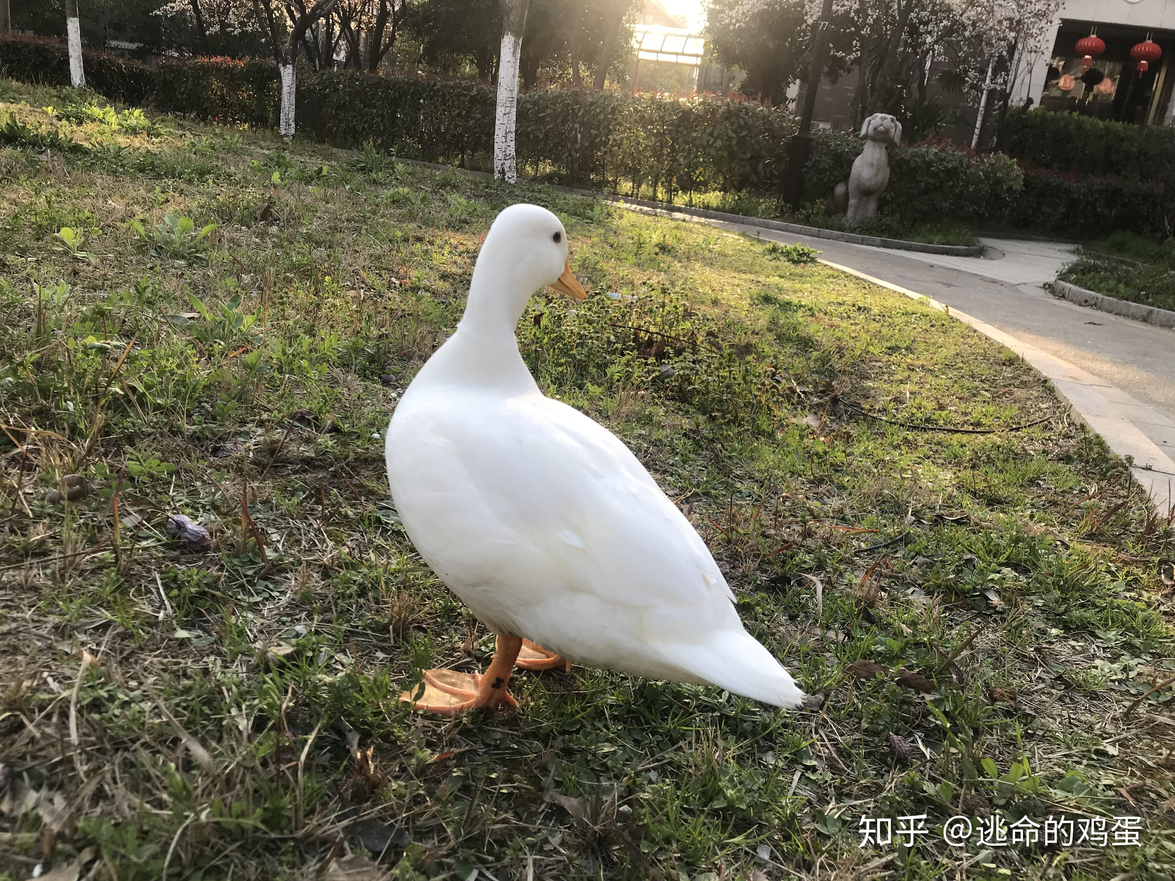 柯爾鴨好養麼