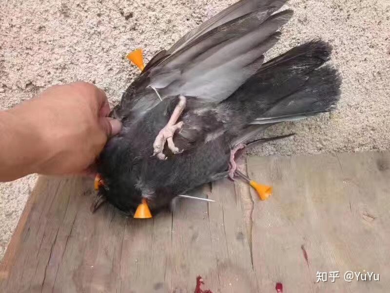 冷钢吹箭
