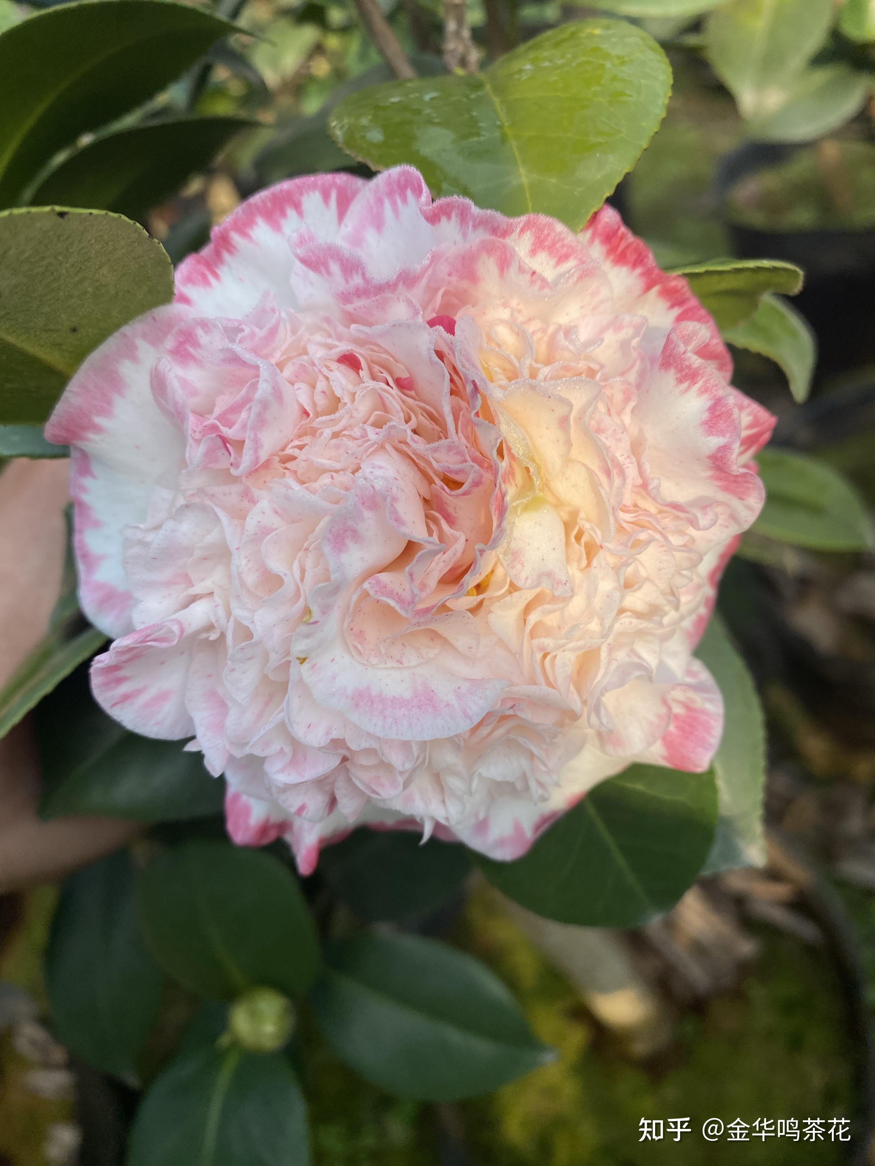 女皇二号茶花 知乎