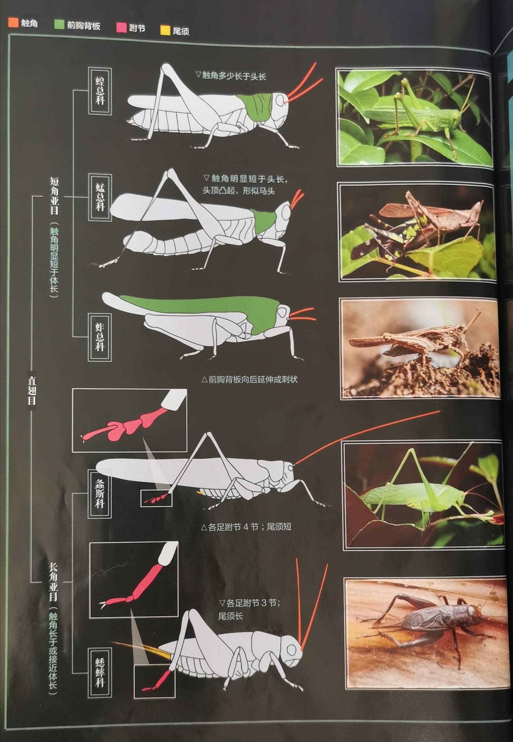 蝈蝈的结构图图片