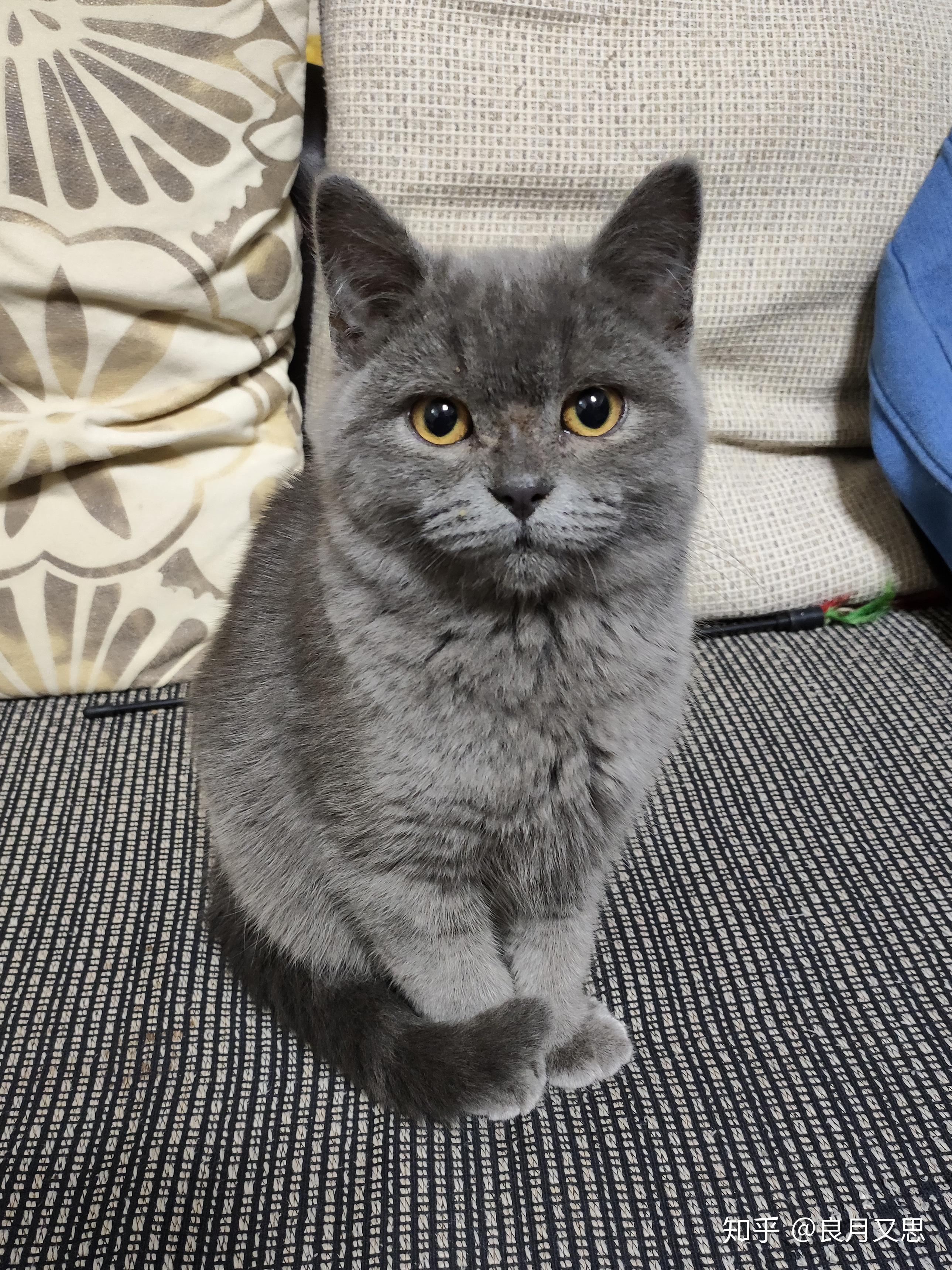 请问我家蓝猫四个月脸那么尖正常吗身上好多竖起来的碎毛是尴尬期吗公