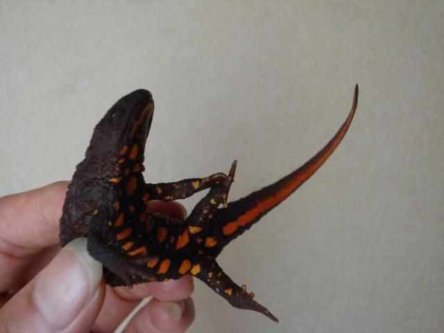 求问这是什么鱼(黑色四脚 腹部橙色)? - 知乎