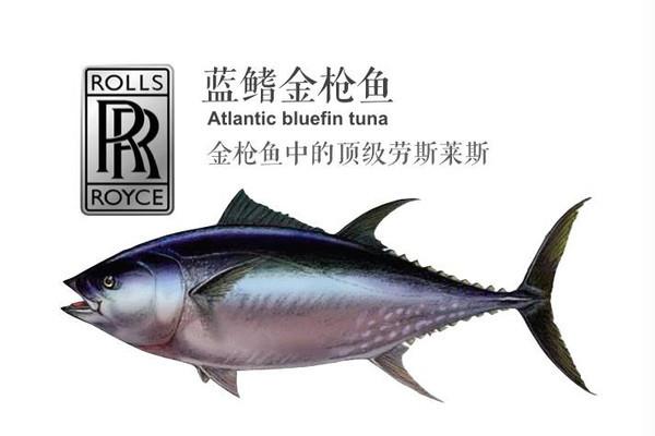 1斤55000元蓝鳍金枪鱼到底为什么这么贵